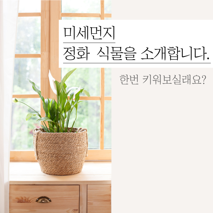  미세먼지 잡는 공기청정 식물!!