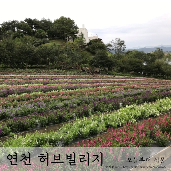  여유로움을 즐기고 싶다면 '연천 허브빌리지'로(19년 6월, 9월 방문기)