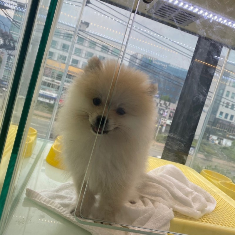 도그마루 반려견 분양 후기♡ : 네이버 블로그 도그마루 반려견 분양 후기♡ : 네이버 블로그