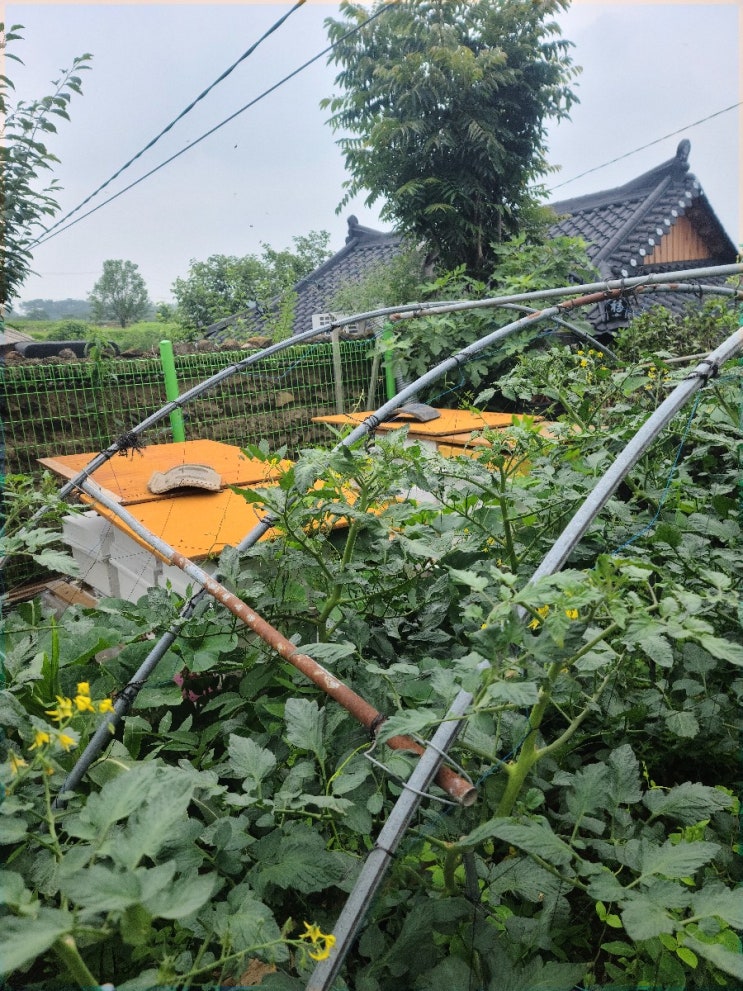  동문서답식 교류 커뮤니케이션 교류분석 준거 틀과 자아상태 노인 취업 경단녀 중장년 자아상태 심리검사 노인심리상담 박정웅강사