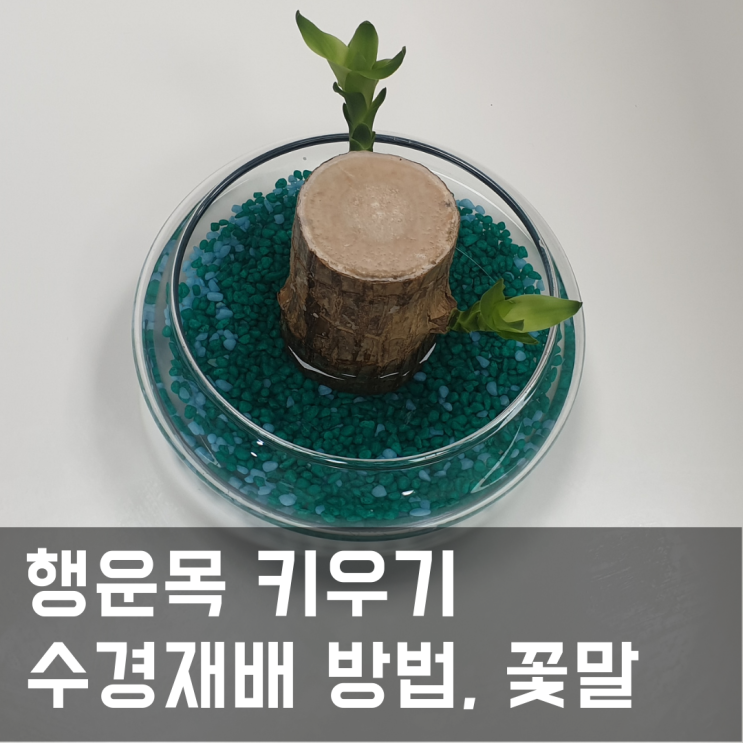  행운목 수경재배 키우기