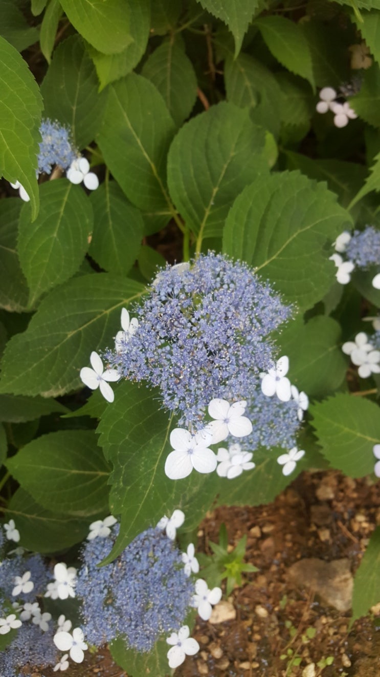 포일자이 주변 사진 6/14