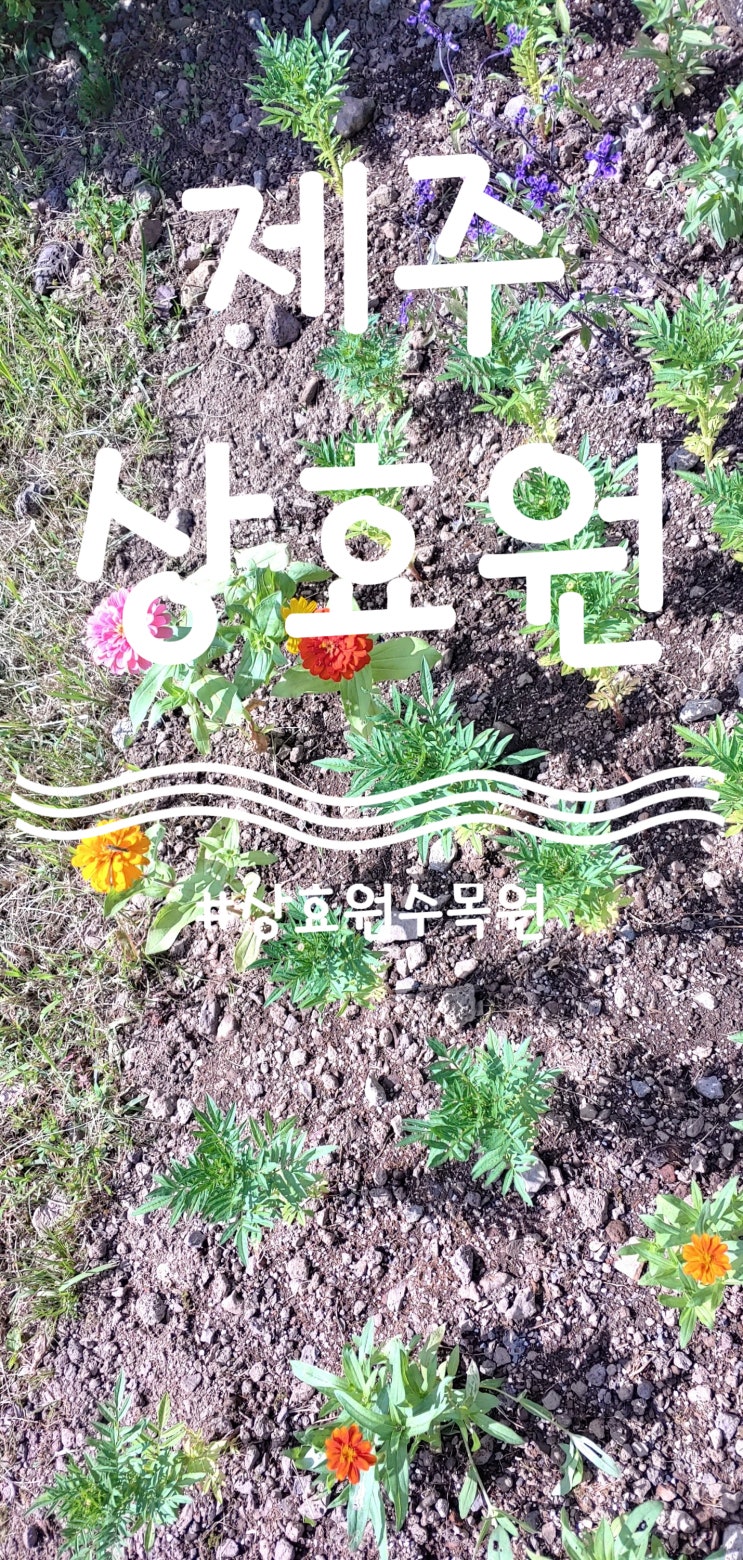  제주도 가볼 만한 곳 제주 서귀포시 상효원 수목원