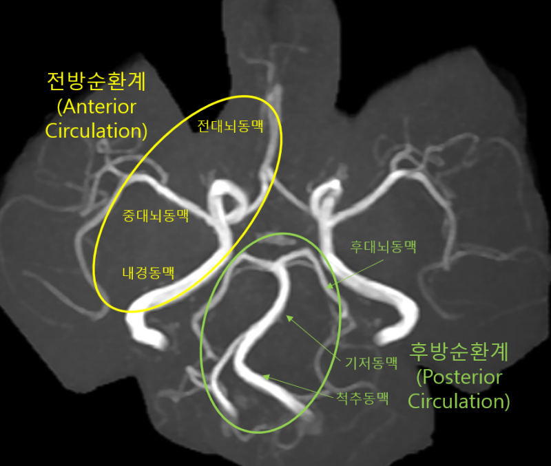 뇌혈관의 구조 : 네이버 블로그