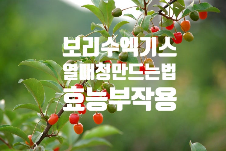  보리수엑기스 열매 장점 효능 보리수청 만드는법 부작용! 알아본 후기