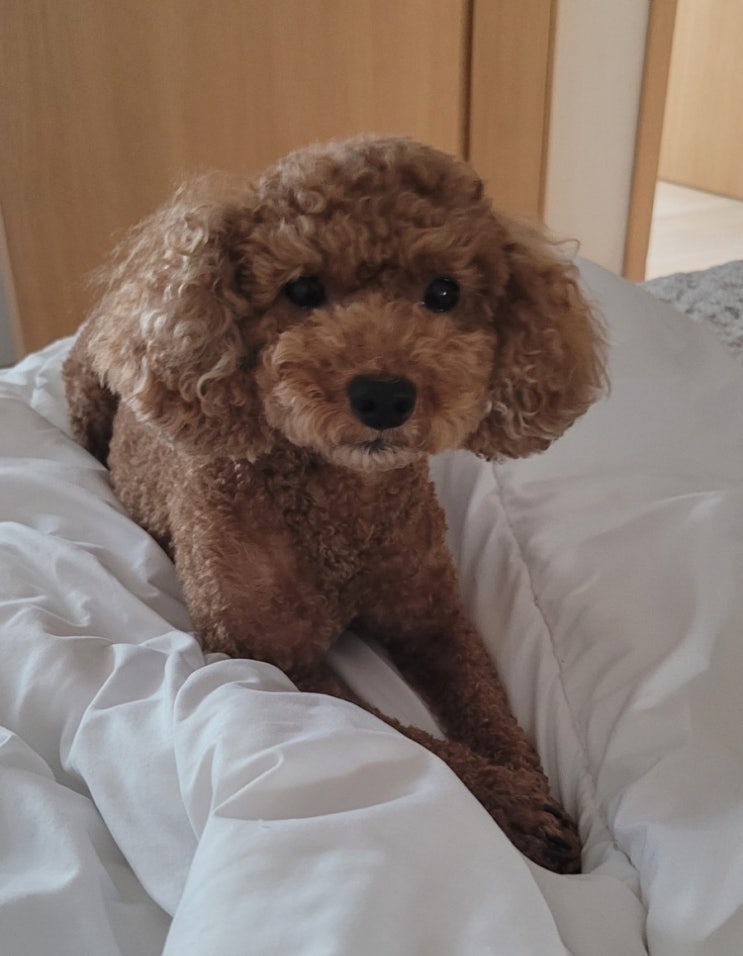 입양 완료. 푸들 체리의 가족이 되어주세요. 단점 꼭 읽어주세요. 입양 완료. 푸들 체리의 가족이 되어주세요. 단점 꼭 읽어주세요.