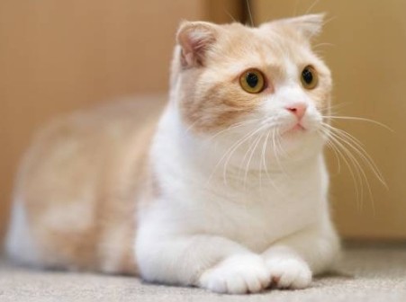 먼치킨 고양이, 숏다리지만 귀여워서 용서되는 고양이 품종(6)