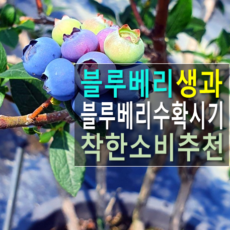  [순창블루베리] 국산 블루베리 수확시기에 맞춰 건강한 소비하기