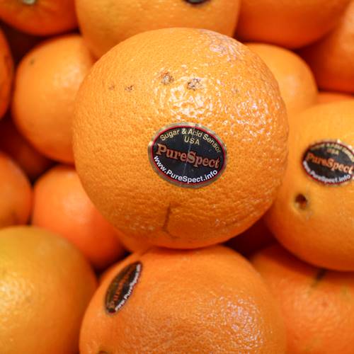 인기 많은 퓨어스펙 정품 블랙라벨 오렌지 17kg 실속형 고당도 못난이 오렌지 대용량, 퓨어스펙 블랙라벨 10kg 사이즈랜덤 추천합니다