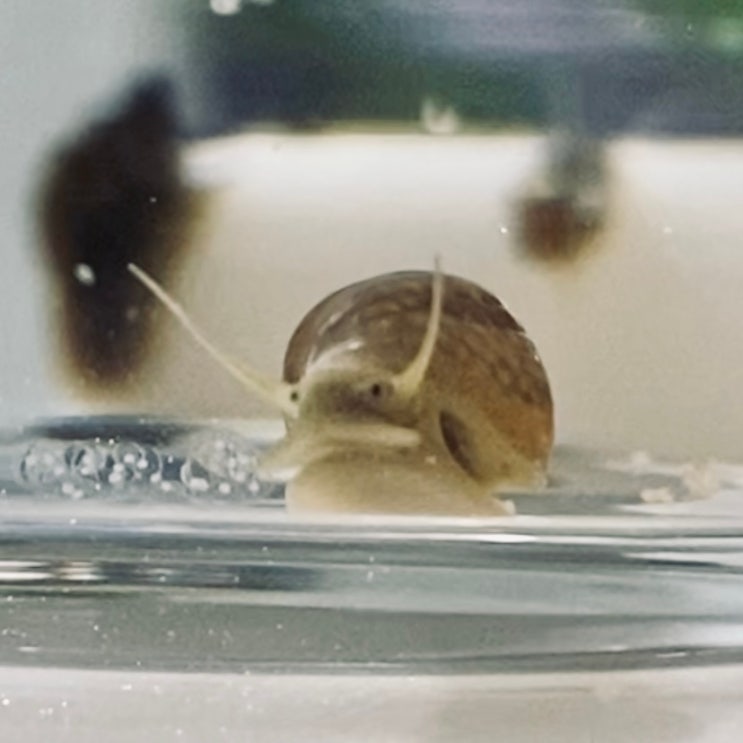 밀가루 음식을 좋아하는 물달팽이  : 육지 달팽이랑 눈 위치가 달라!