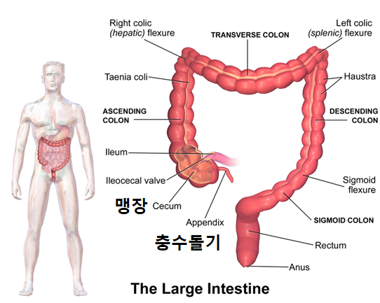  Case report 2) Appendicitis vs Epiploic Appendagitis