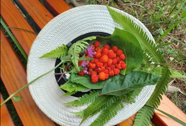 산딸기 자연이 숨쉬는 뒷산 뒷산에서 만난 산딸기 친구 산딸기 자연이 숨쉬는 뒷산 뒷산에서 만난 산딸기 친구
