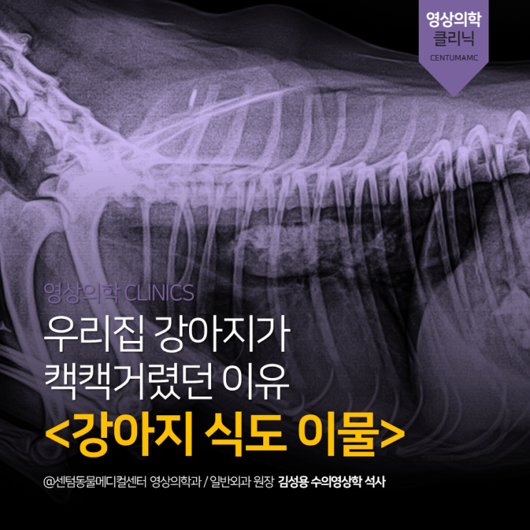 [남구동물병원] 강아지 식도 이물 (부산 엑스레이 내시경 센텀동물메디컬센터)
