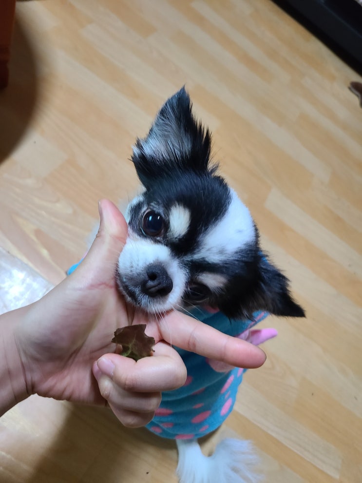  강아지 하네스 착용법/ 두 가지 종류의 하네스 착용법!
