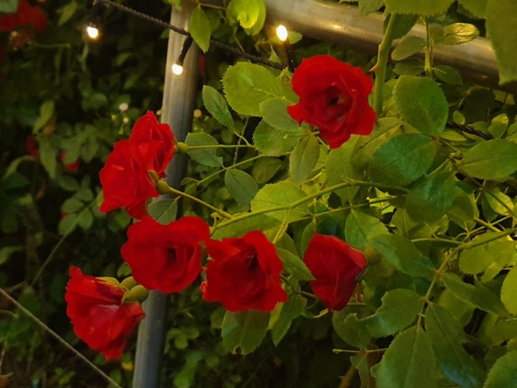  양재천 밤나들이로 7천걸음 걸었어요~~