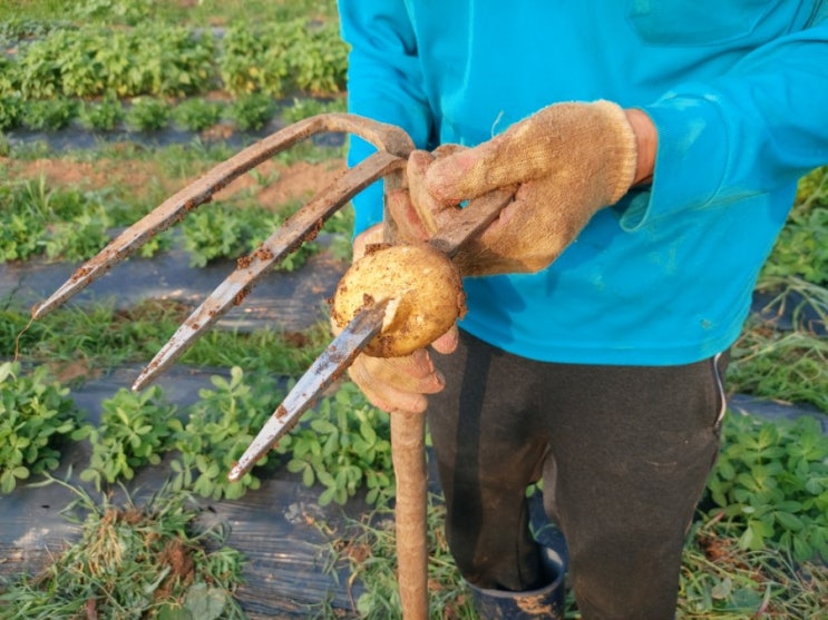 일상) 주말농장에서 잡초뽑고 감자캐기