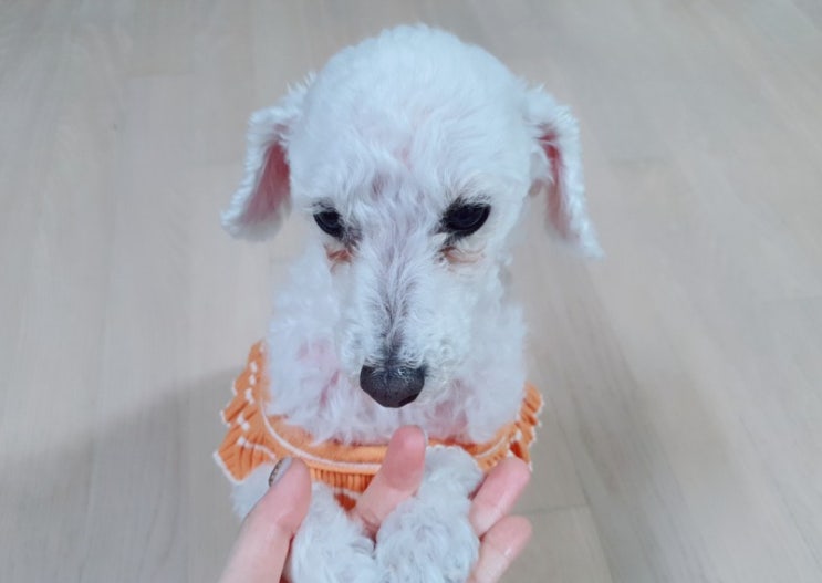  유어썬 메디큐어수트 회복을 돕는 애견넥카라