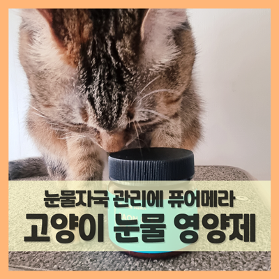  고양이 영양제 먹이며 눈물 자국 관리해요 (f. 퓨어메라 라온 아이즈)