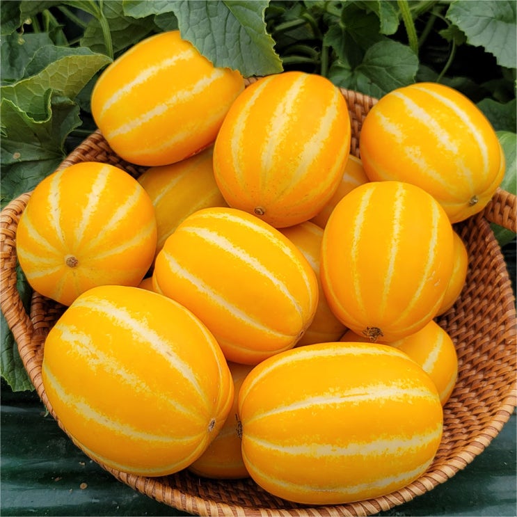인지도 있는 성주 참외 산지직송 3kg 5kg 고당도 로얄과 당일 수확 (농부의미소농장), 고당도 로얄과 3kg (농부의미소농장) 추천합니다 인지도 있는 성주 참외 산지직송 3kg 5kg 고당도 로얄과 당일 수확 (농부의미소농장), 고당도 로얄과 3kg (농부의미소농장) 추천합니다