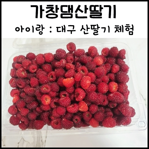  대구 산딸기 체험 : 가창댐농장  산딸기 따기 체험 아이랑 가볼만한곳