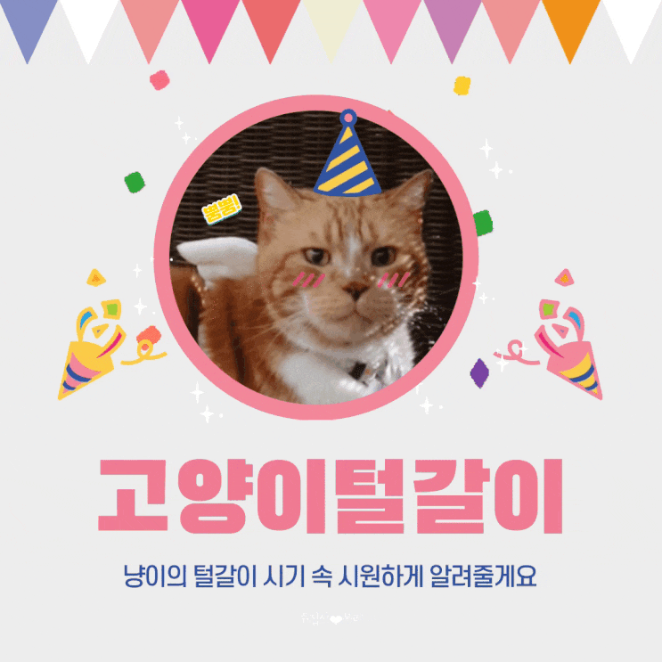  7년 차 집사가 알려주는 고양이 털갈이 시기 해결 방법까지