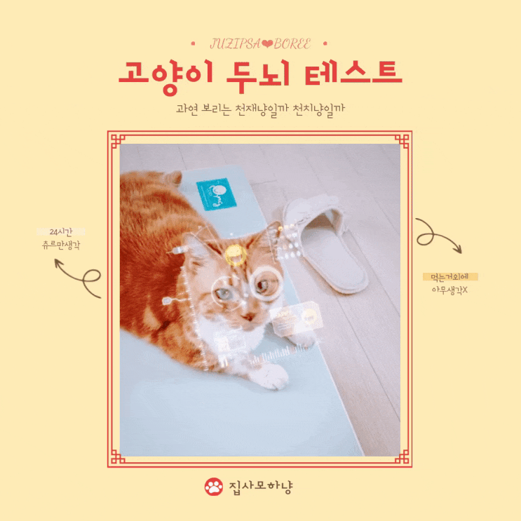  고양이 아이큐 테스트 벽 짚기 챌린지 인싸 냥이들 빨리 모여라