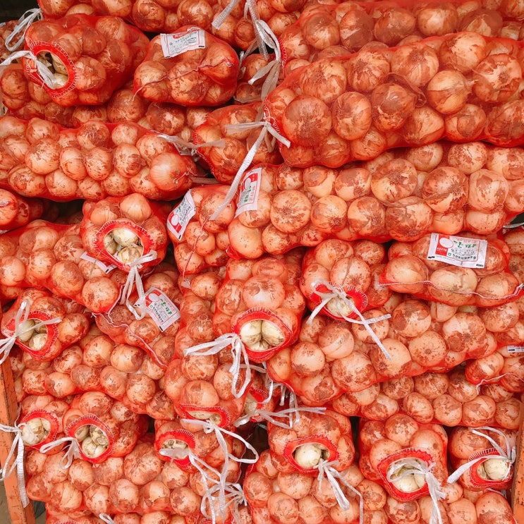 가성비 뛰어난 2021년 국내산 햇 양파, 5kg(소/짱아찌용) 추천해요 가성비 뛰어난 2021년 국내산 햇 양파, 5kg(소/짱아찌용) 추천해요