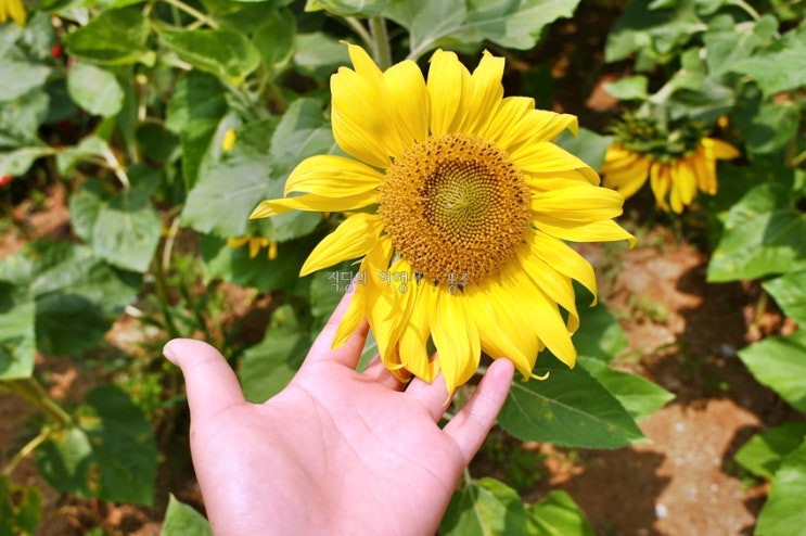  묘도 휴게소 해바라기 피다, 여수 이순신대교홍보관 전망대 운영 해요