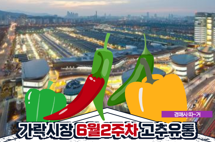 [경매사가 알립니다] 가락시장 6월 2주차 고추 유통현황
