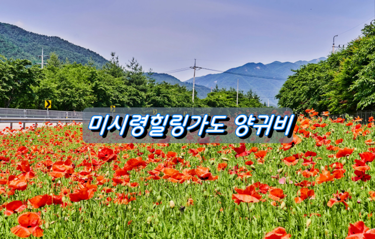 강원도 힐링로드 인제 미시령힐링가도 양귀비 강원도 힐링로드 인제 미시령힐링가도 양귀비