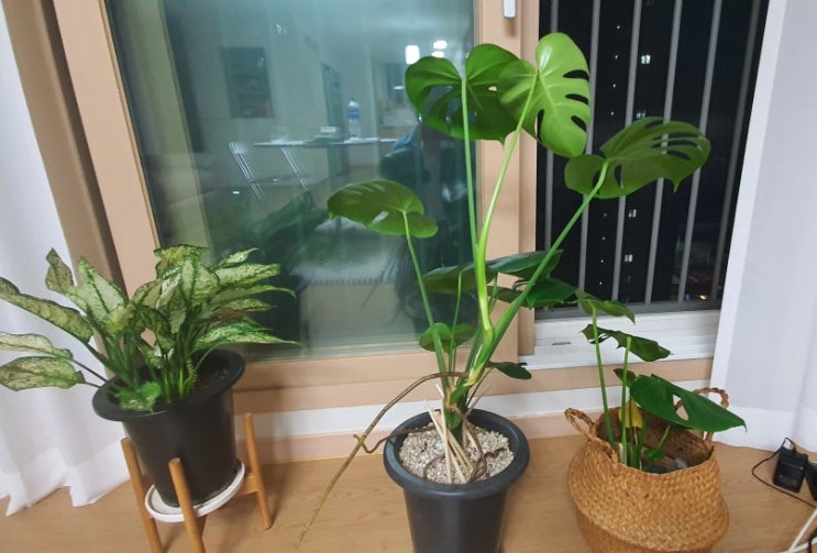  어린이날 5월5일에 샀던 식물 키우기 성장일기/초보가 하는 화분갈이