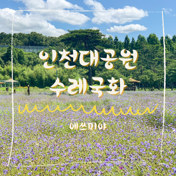 [인천 가볼만한 곳] 인천대공원 어울정원 활짝핀 수레국화 (주차정보 있음)