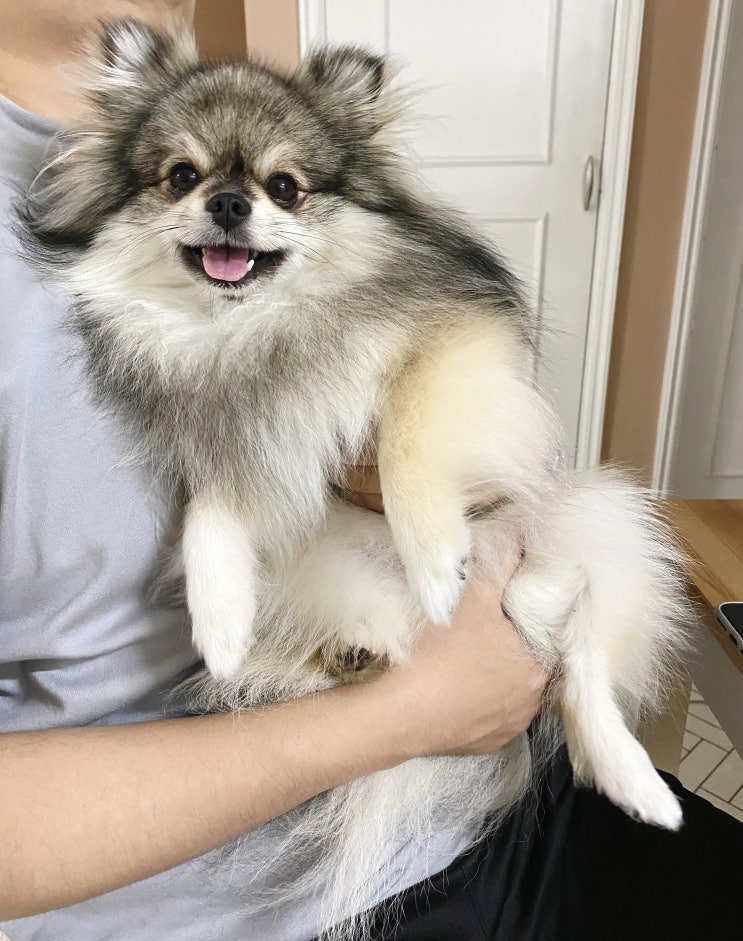  헥헥 꾸꾸