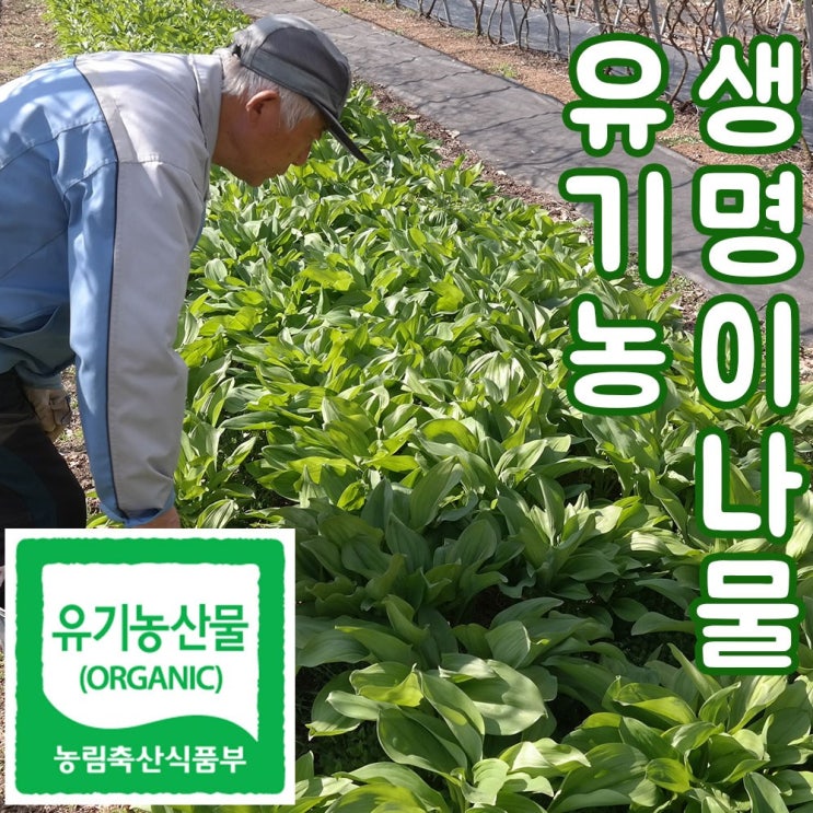 요즘 인기있는 울릉도 종 생명이나물 자연산 1kg 2kg 4kg 강원도 평창 자연산 명의나물잎 명의나물 산마늘잎 산마늘 산마늘명이나물 산마늘나물 산나물 홍천, 대명이 1kg 좋아요 요즘 인기있는 울릉도 종 생명이나물 자연산 1kg 2kg 4kg 강원도 평창 자연산 명의나물잎 명의나물 산마늘잎 산마늘 산마늘명이나물 산마늘나물 산나물 홍천, 대명이 1kg 좋아요
