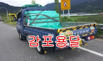 감포용달 양남 양북. 감포용달 양남 양북.