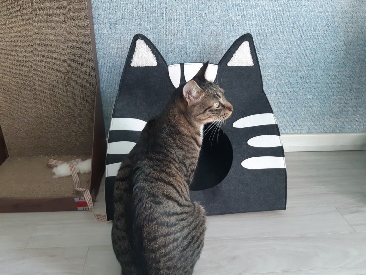  접이식 이동식 숨숨집 고양이 이사 준비