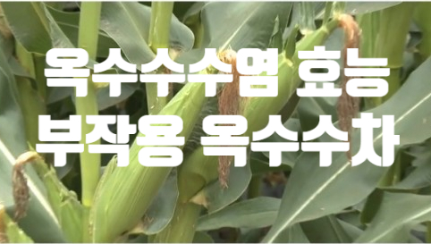  옥수수수염 효능 부작용 (ft. 옥수수수염차 만들기)