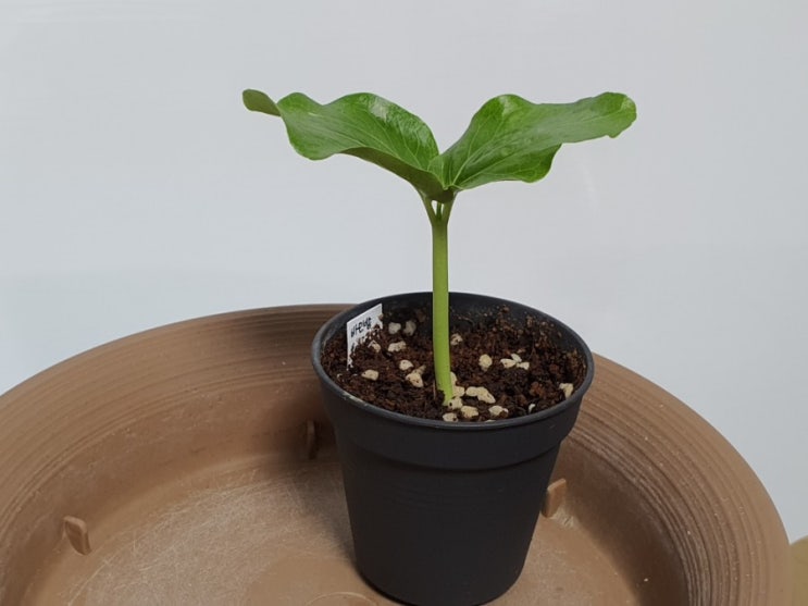 바오밥나무 키우기 집에서 가능할까? 바오밥 파종 실패와 성공기 How to Grow Baobab from seeds (feat 씨앗발아)