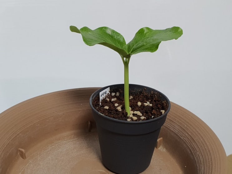  바오밥나무 키우기 집에서 가능할까? 바오밥 파종 실패와 성공기 How to Grow Baobab from seeds (feat 씨앗발아)