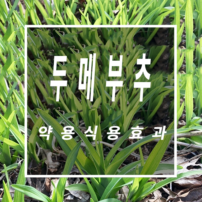  두메부추효능 울릉도에서만 자라는 새로운 특산종 알고 먹어요!