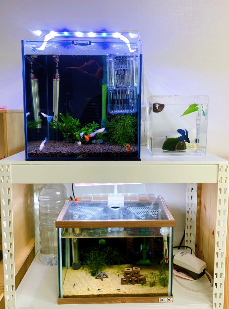 키우기 쉬운 물고기 베타키우기 \u0026 무여과 환수 방법 : 네이버 블로그, image size:800x1079