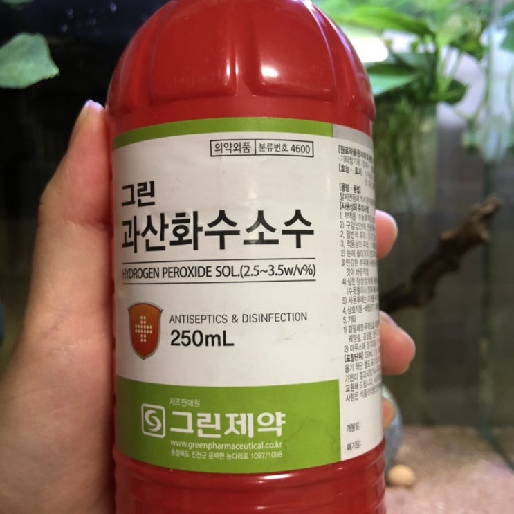  베타 꼬리녹음 과산화수소로 치료!