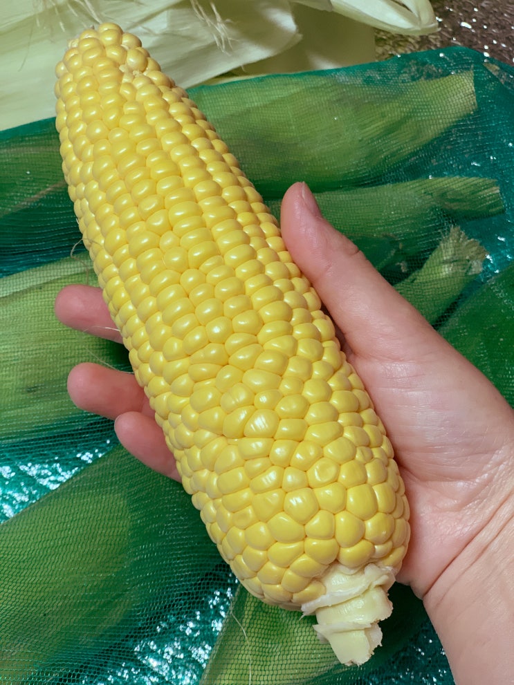  수분가득 제주초당옥수수 지금이 제철이라고욧! 삶는법, 보관법등 초당옥수수 파헤치기.