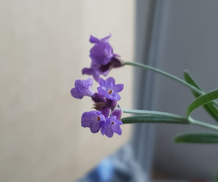  잉글리쉬 라벤더 꽃