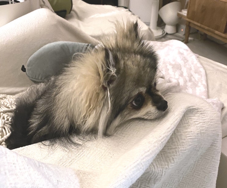 재롱떠는 꾸꾸