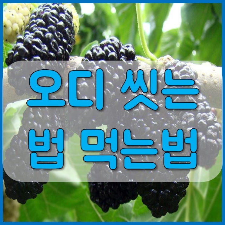  뽕나무 열매 오디 씻는법 먹는법