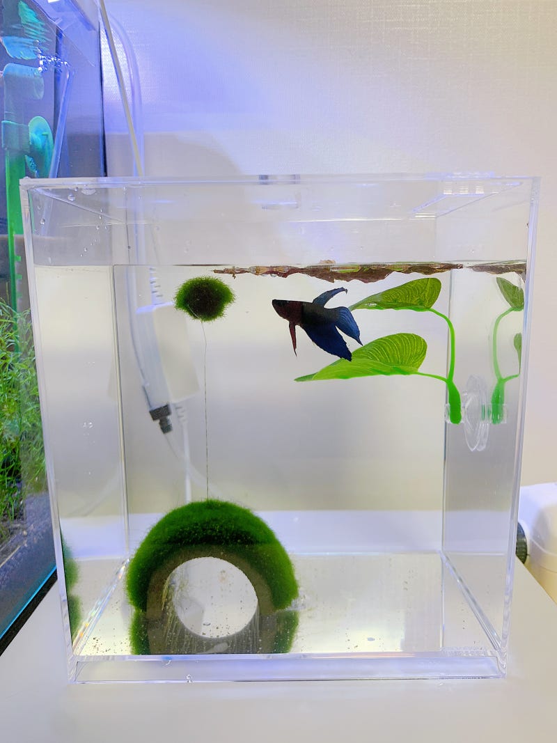 키우기 쉬운 물고기 베타키우기 \u0026 무여과 환수 방법 : 네이버 블로그, image size:800x1067