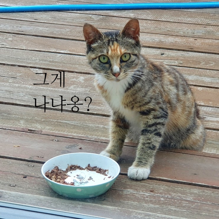  귀엽고 앳된 외모의 삼색고양이