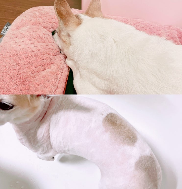  강아지 셀프미용 예민한강아지 이발기바꾸고 여름미용성공하다