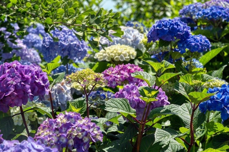  무더운 여름철 눈을 시원하게 해주는 식물 '수국'(水菊)